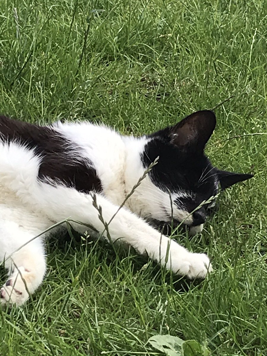 laurenjean23's tweet photo. @Battersea_ Harper - One Eyed Hyperthyroid Rescue Cat #SuchADream ๐ญ https://t.co/xTj37D10ZV