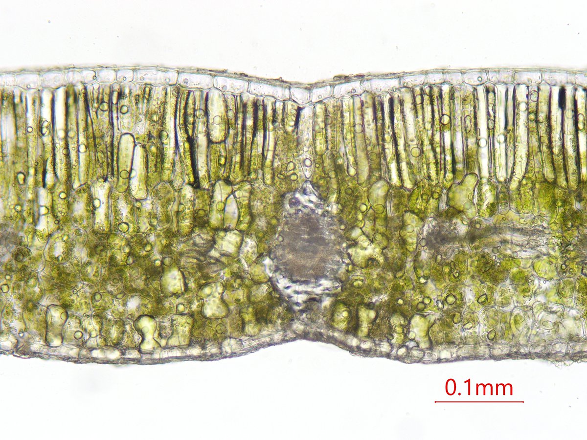 植物顕微鏡写真 趣味 ブルーベリーの葉 1枚目 断面 2枚目 海綿状組織 並皮切片 3枚目 向軸側表皮 4枚目 背軸側表皮