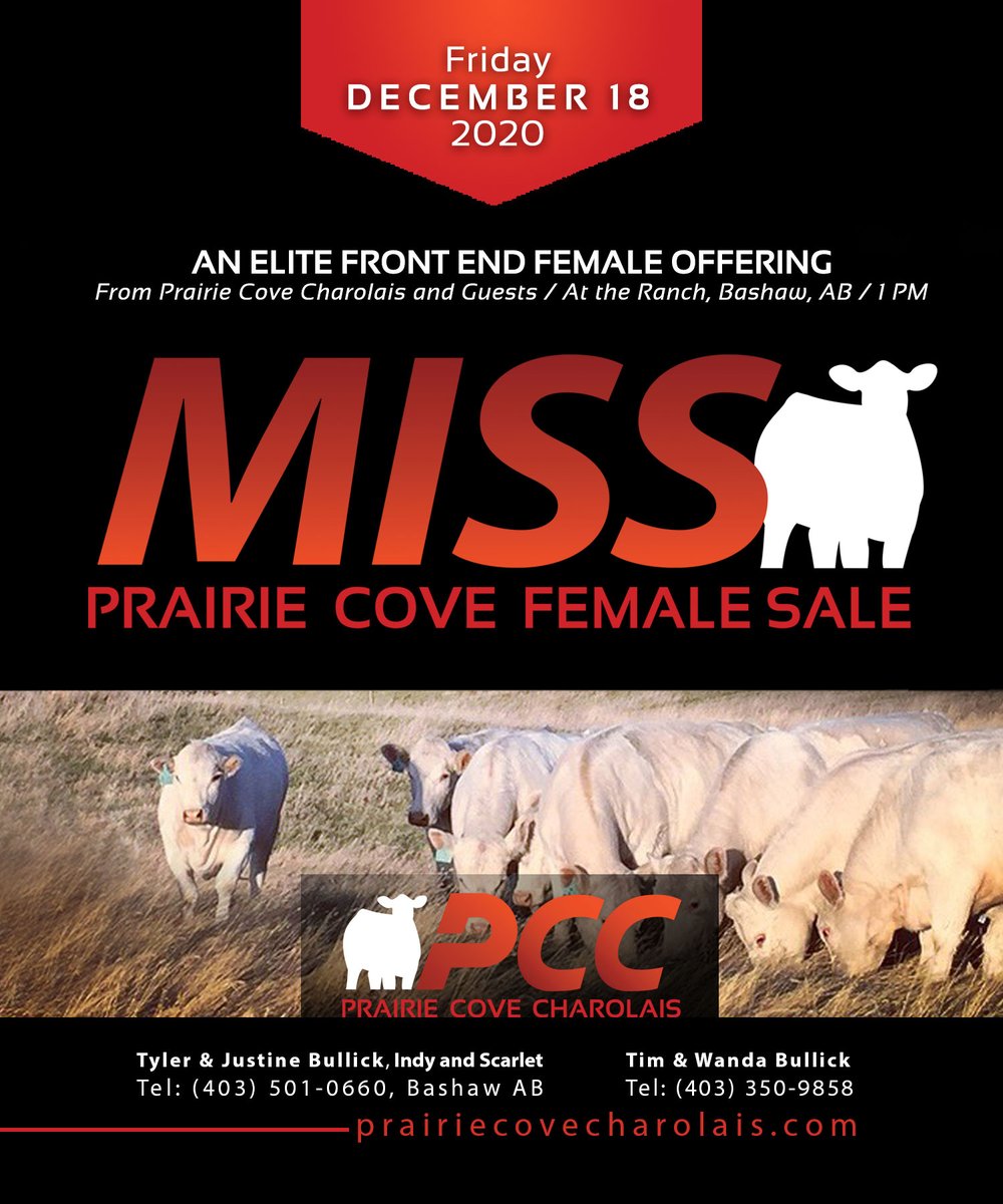 bullick2014's tweet image. The grass is good, the cattle look great, we invite everyone out this summer to have a look at the high qaulity offering that will be for sale Dec 18/2020