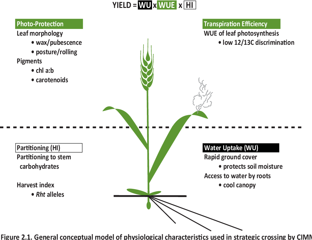 CzemborJerzyH's tweet photo. 👨🎓🌾👨🌾#Physiologicalbreeding #hodowlafizjologicznaroślin
#hodowlaroślin #plantbreeding #biotechnology
M. Reynolds, P. Langridge + #CIMMYT
https://t.co/thhkJAisJ5
#susza #stopsuszy #fizjologiaroślin
#drought #plantphysiology
https://t.co/XncDqXDYJB
https://t.co/MrYGHc1rCm https://t.co/7SrCDBiElp