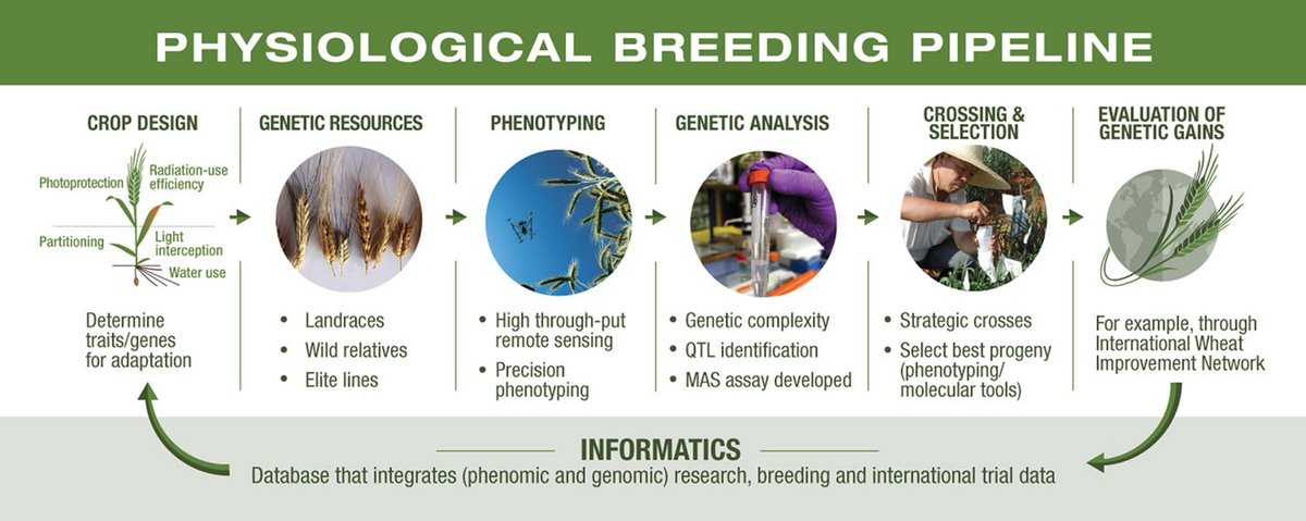 CzemborJerzyH's tweet photo. 👨🎓🌾👨🌾#Physiologicalbreeding #hodowlafizjologicznaroślin
#hodowlaroślin #plantbreeding #biotechnology
M. Reynolds, P. Langridge + #CIMMYT
https://t.co/thhkJAisJ5
#susza #stopsuszy #fizjologiaroślin
#drought #plantphysiology
https://t.co/XncDqXDYJB
https://t.co/MrYGHc1rCm https://t.co/7SrCDBiElp