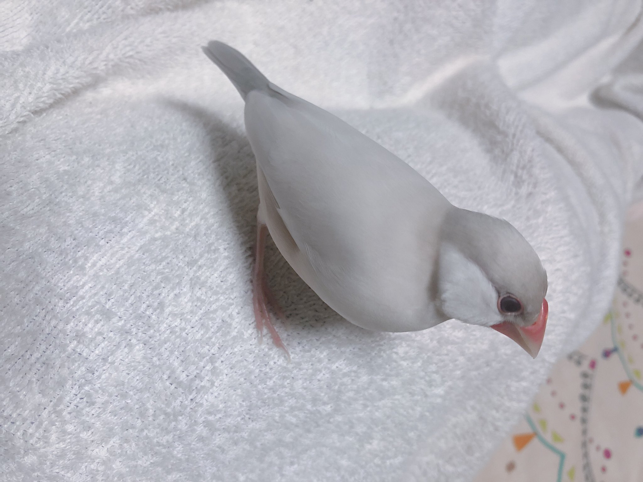 もと とかげ文鳥 On Twitter ばいびーちゃんがクリーム文鳥ではないことが判明いたしました 赤目で頭が灰色でお腹が薄い茶色です うちの子の種類はなんですか Https T Co Kr0ilrmlhf Twitter