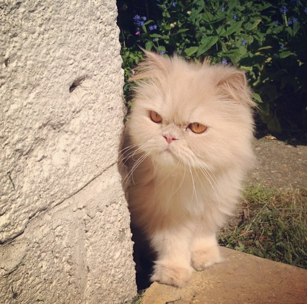 TofuandChip's tweet photo. Ooo I'm outside in the garden! What a treat 😻 https://t.co/sGtZLrOSkj
