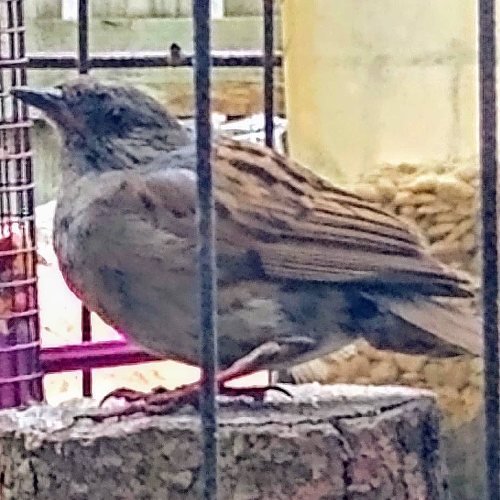 JayL_artist's tweet photo. Dunnock in the back yard feeding cage, visits often and seems quite brave, think it's got a nest nearby #dunnock #bird #gardenbird #feedingthebirds #rspb #wildlife #nature #birdfeeder #viewfromthekitchenwindow https://t.co/XVhhuaZUPO https://t.co/QN60I6oP6P