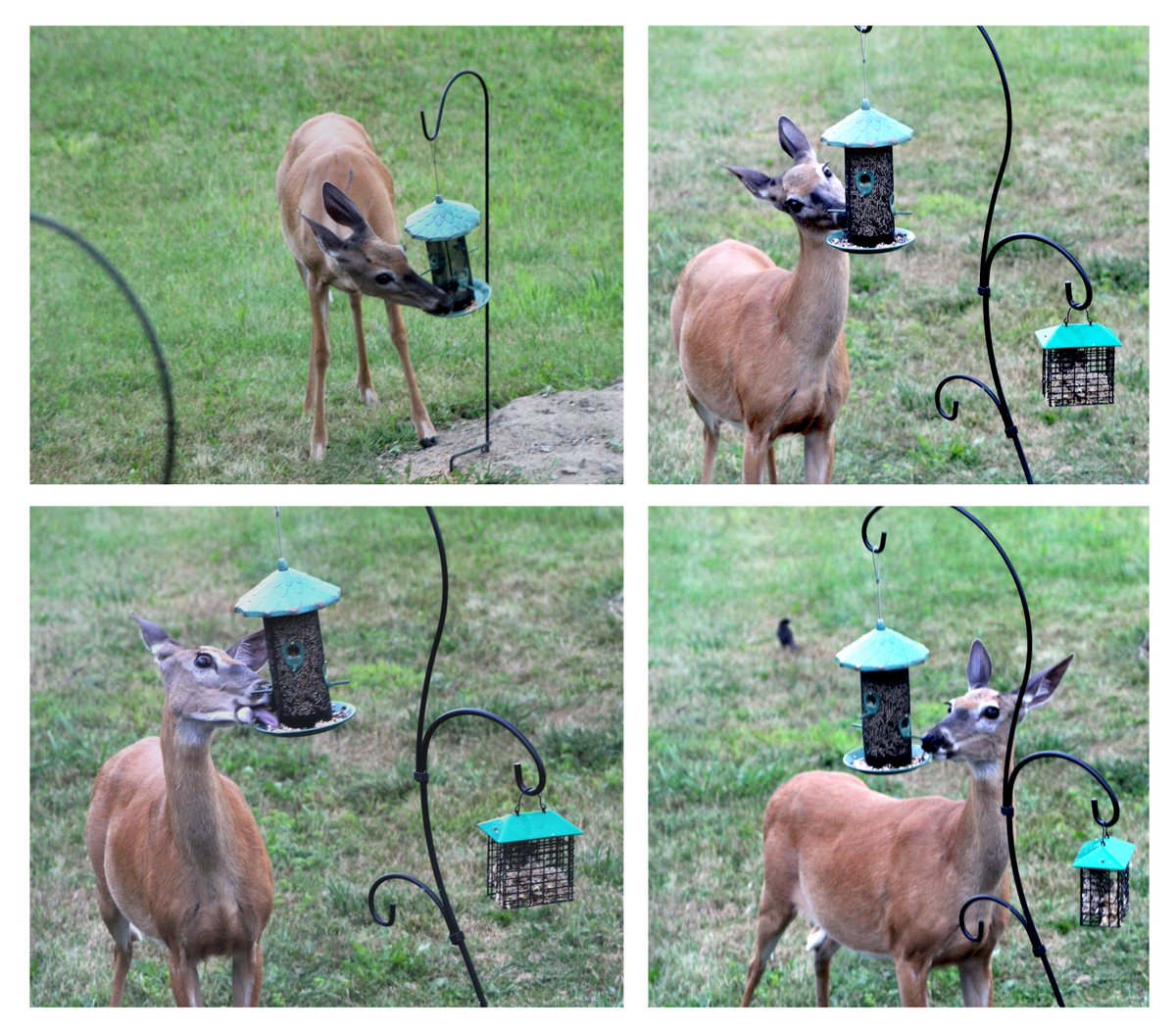 Doe D'oh. Or, how we figured out how the birds were consuming everything in two feeders in record time.

#nature #NaturePhotography #birdwatching #backyardbirds #backyardwildlife #birdie #garden #wild #birdphotography #localwildlife #ontariowildlife 
#wildlifepic #doe #deer