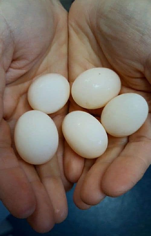 Medivet_UK's tweet photo. When Ink the #tortoise became inactive &amp; lost her appetite, her worried owner took her to the team at #MedivetLongSutton. 🐢

An X-ray confirmed she was #eggbound. After a hormone injection, a warm bath &amp; some TLC, Ink passed five eggs &amp; if fertile, will hatch in 8-10 weeks. 🥚 https://t.co/mv2axpuxdc