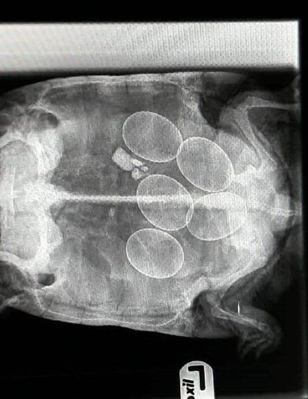 Medivet_UK's tweet photo. When Ink the #tortoise became inactive &amp; lost her appetite, her worried owner took her to the team at #MedivetLongSutton. 🐢

An X-ray confirmed she was #eggbound. After a hormone injection, a warm bath &amp; some TLC, Ink passed five eggs &amp; if fertile, will hatch in 8-10 weeks. 🥚 https://t.co/mv2axpuxdc
