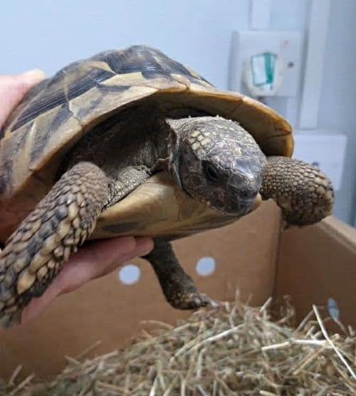 Medivet_UK's tweet photo. When Ink the #tortoise became inactive &amp; lost her appetite, her worried owner took her to the team at #MedivetLongSutton. 🐢

An X-ray confirmed she was #eggbound. After a hormone injection, a warm bath &amp; some TLC, Ink passed five eggs &amp; if fertile, will hatch in 8-10 weeks. 🥚 https://t.co/mv2axpuxdc