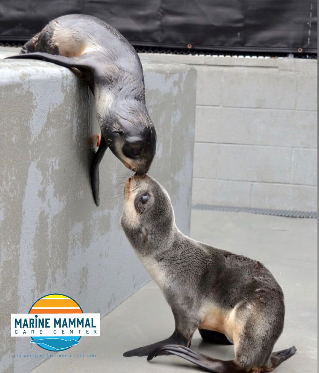 MMCCLA's tweet image. Take the time to say hi to a friend 👋🏻 #mmccla #helpushelpthem #seal #sealion #savetheseals #sundayvibes #Sunday #Friendship #FriendshipDaySpecial