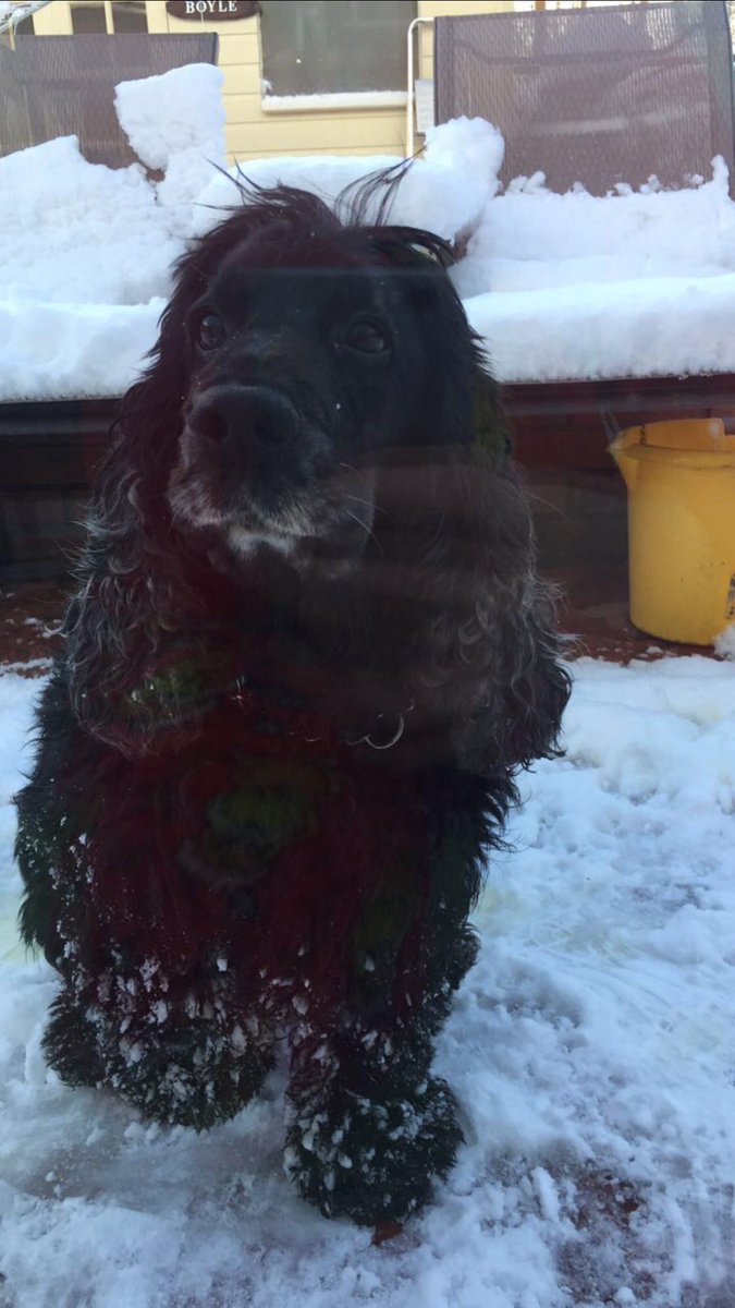 PaigeBoyle_'s tweet photo. Miss my dog so much, unconditional love for that boy! Love you Guinness 🥺💗 https://t.co/rMaGskNU0n