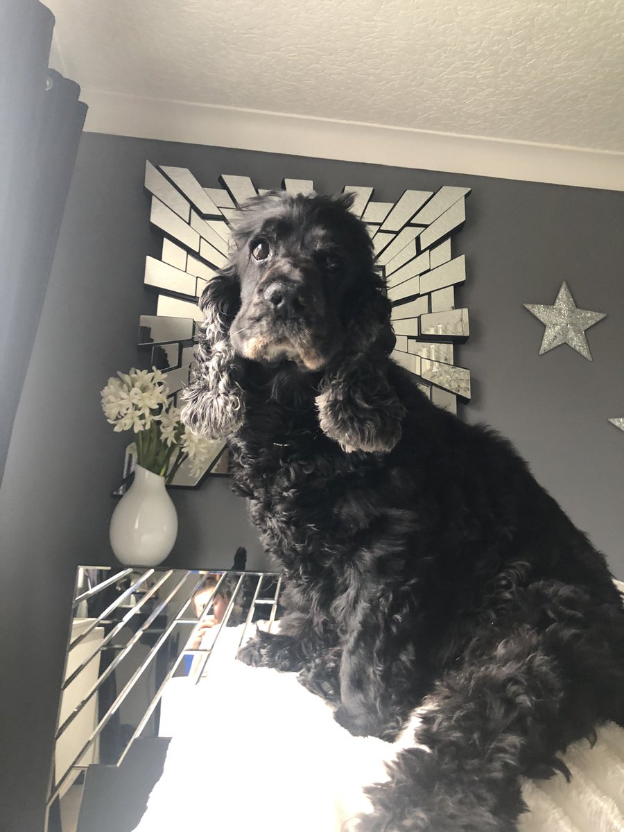 PaigeBoyle_'s tweet photo. Miss my dog so much, unconditional love for that boy! Love you Guinness 🥺💗 https://t.co/rMaGskNU0n
