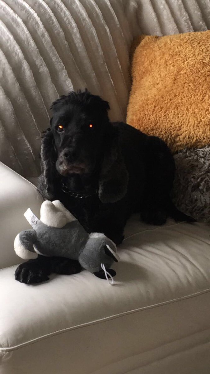 PaigeBoyle_'s tweet photo. Miss my dog so much, unconditional love for that boy! Love you Guinness 🥺💗 https://t.co/rMaGskNU0n