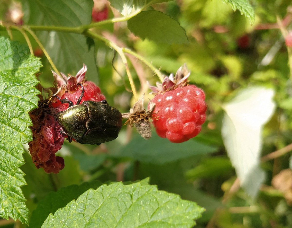 soororor's tweet photo. went out to pick raspberries today and i found such a pretty beetle! https://t.co/OzmAwudO6I