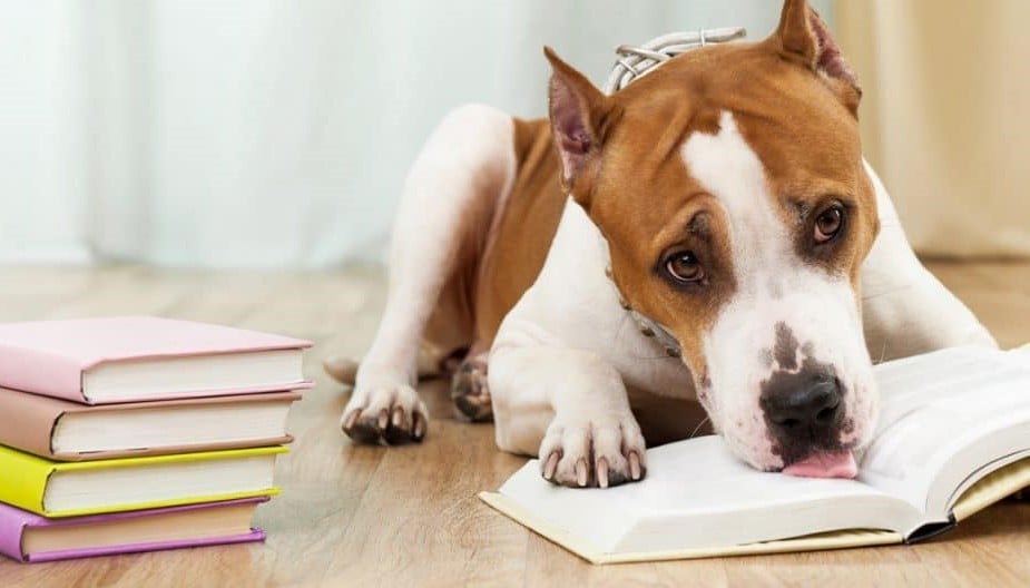 Books aren't for licking - they're for reading! Learn how strength, tenacity and hard-knocks-know-how help a 1960s family persevere in the deep South. DONE GROWED UP from a dog's favorite human with treats in her pockets, Mary Morony. #ArchwayPublishing   
marymorony.com/sneak-peek-don…