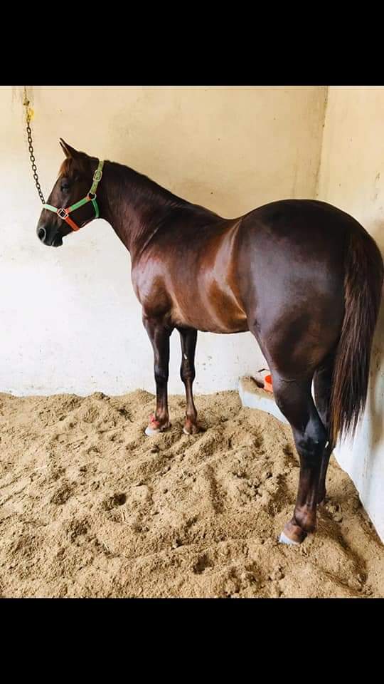 MarianaHdezStgo's tweet photo. $$$$$    SE  OFRECE  #RECOMPENSA  POR  INFORMACIÓN  DE ESTOS #CABALLOS O DE PREFERENCIA DE ESTA CAMIONETA Y/O REMOLQUE $$$$$       SE ROBARON 5 CABALLOS EN #XALAPA #VERACRUZ PROPIEDAD DEL MEDICO #NOÉ LENDECHY DE LA #VETERINARIA "LAS TRANCAS" https://t.co/cZxMVYxUHx