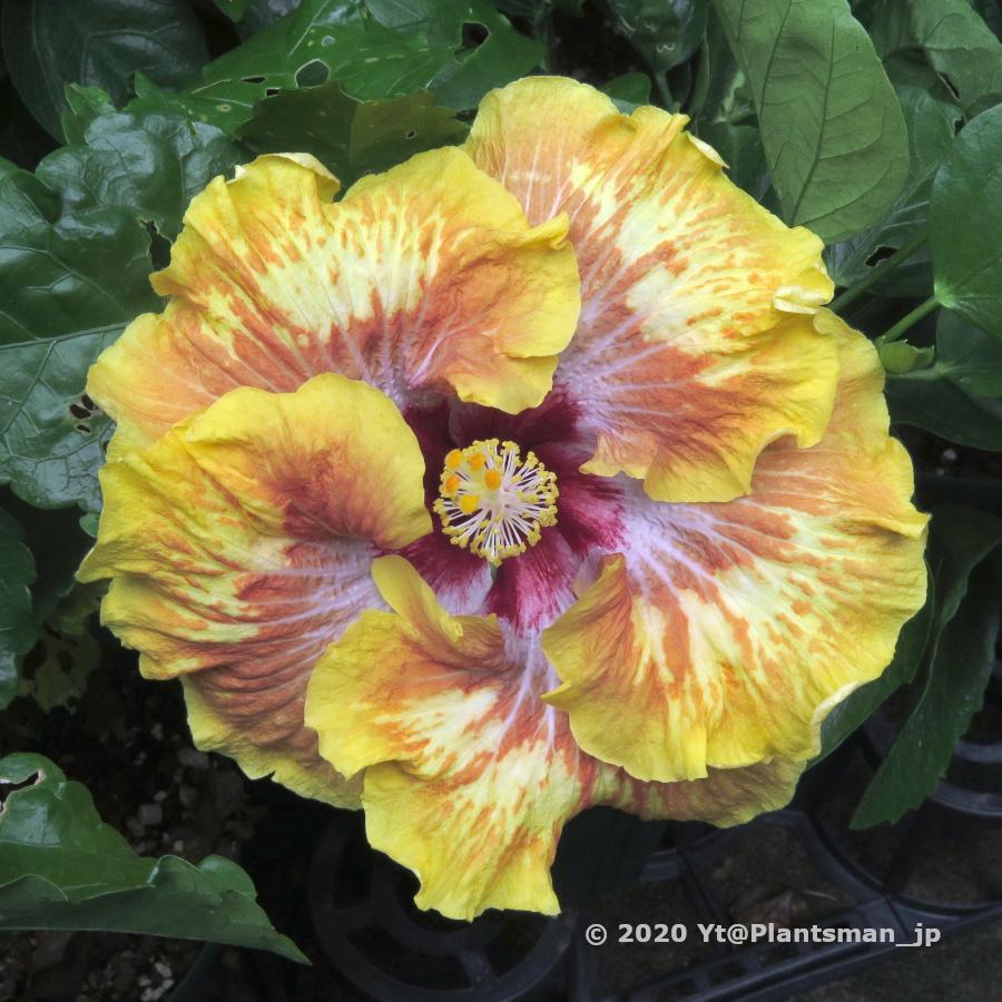 ヒビスクス بحث في تويتر