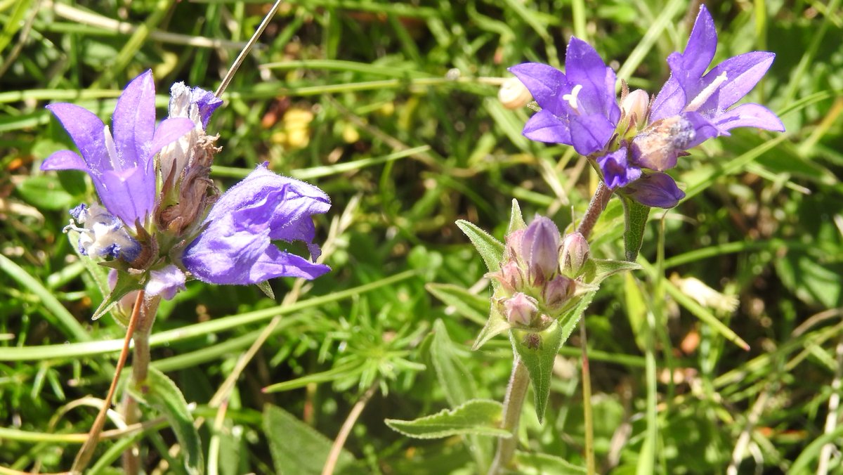 numenini's tweet photo. Botanical treats on the Devil's Dyke: Bloody Cranesbill (Geranium sanguineum), Wood Cranesbill (G. sylvaticum), Common Rock-rose & Clustered Bellflower (Campanula glomerata).
#MyWalk #chalkgrassland #Stetchworth #EastCambs #Cambridgeshire #Wildflowerhour @Britnatureguide
1/6 https://t.co/L3gRDnMzE6