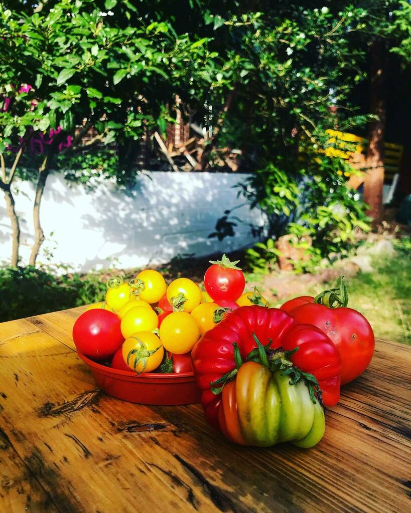 JamesonHello's tweet photo. Garden bounty 🍅 https://t.co/fbCT2pPCNS https://t.co/E2WKYSictE