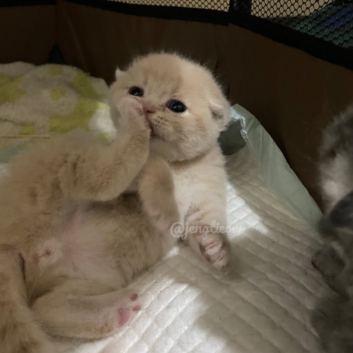 เบื่อส้มตำอยากหม่ำส้งติง