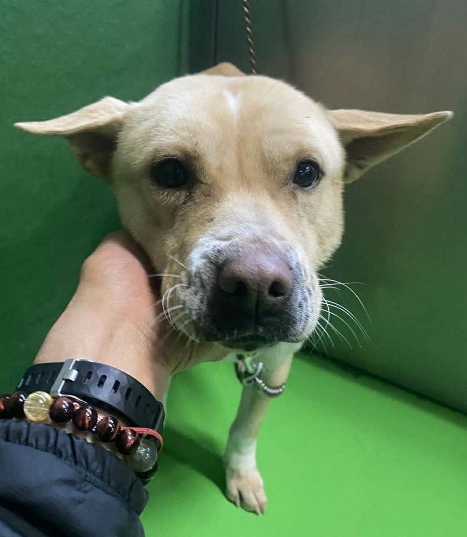 高知県 殺処分 高知県動物愛護センター 高知 里親募集 里親募集中 命の期限 迷い犬 保護犬 迷子犬 譲渡犬 成犬 子犬 犬 捨て犬 捨犬 殺処分 高知動物愛護センター 里親募集 里親募集中 動物愛護センター 里親急募 里親様募集