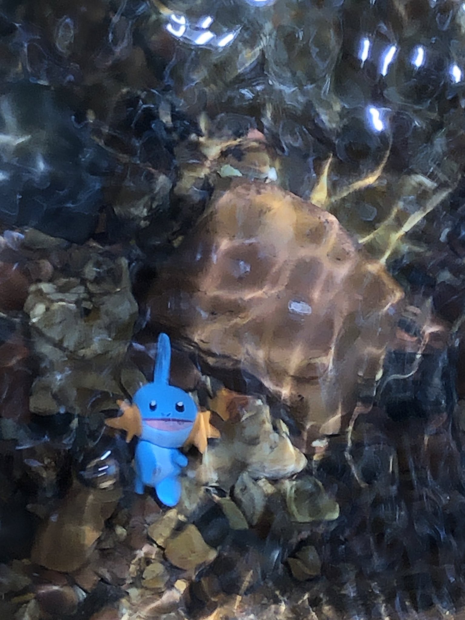 コルク こちらが涼しげな水中写真を撮ろうとしたけどうまく撮れなかったミズゴロウです リアルポケファインダー ポケモン野外撮影 T Co K4idlnxrxy Twitter