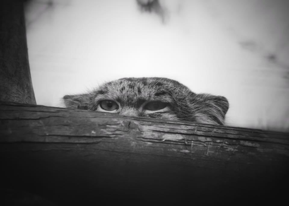 SiggersPhoto's tweet photo. @TheBigCatSanct Playing hard to get when I visit a week or so ago 😅 https://t.co/XuOcI2Vbyv