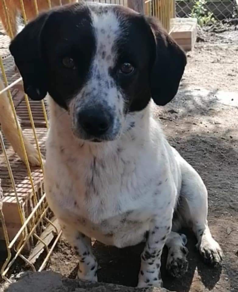 joannew0112's tweet image. Pls share 

PICKLE MISSING FROM TOP OF BATH ROAD NEAR THE NORWOOD, LECKHAMTON, SHURDINGTON RD. #Cheltenham SINCE 7 AM THIS MORNING

rescue dog will be nervous and disoriented please do not approach please call me if you spot her 07306152574 or 07846438366

facebook.com/groups/Chelten…