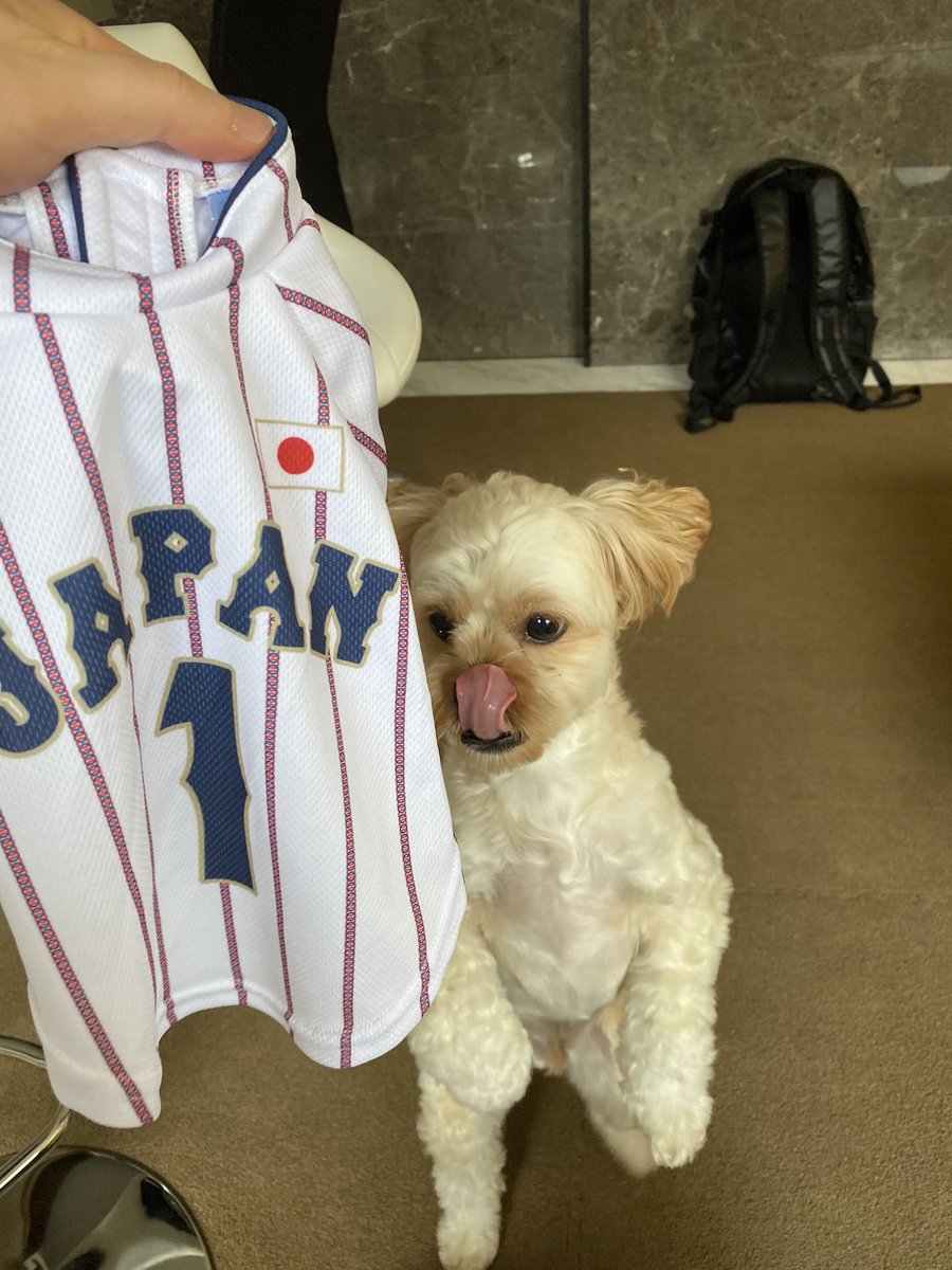 pekipu_core's tweet photo. 侍ジャパンのユニフォーム⚾️
#ペキプー https://t.co/OIbbwGdTN4