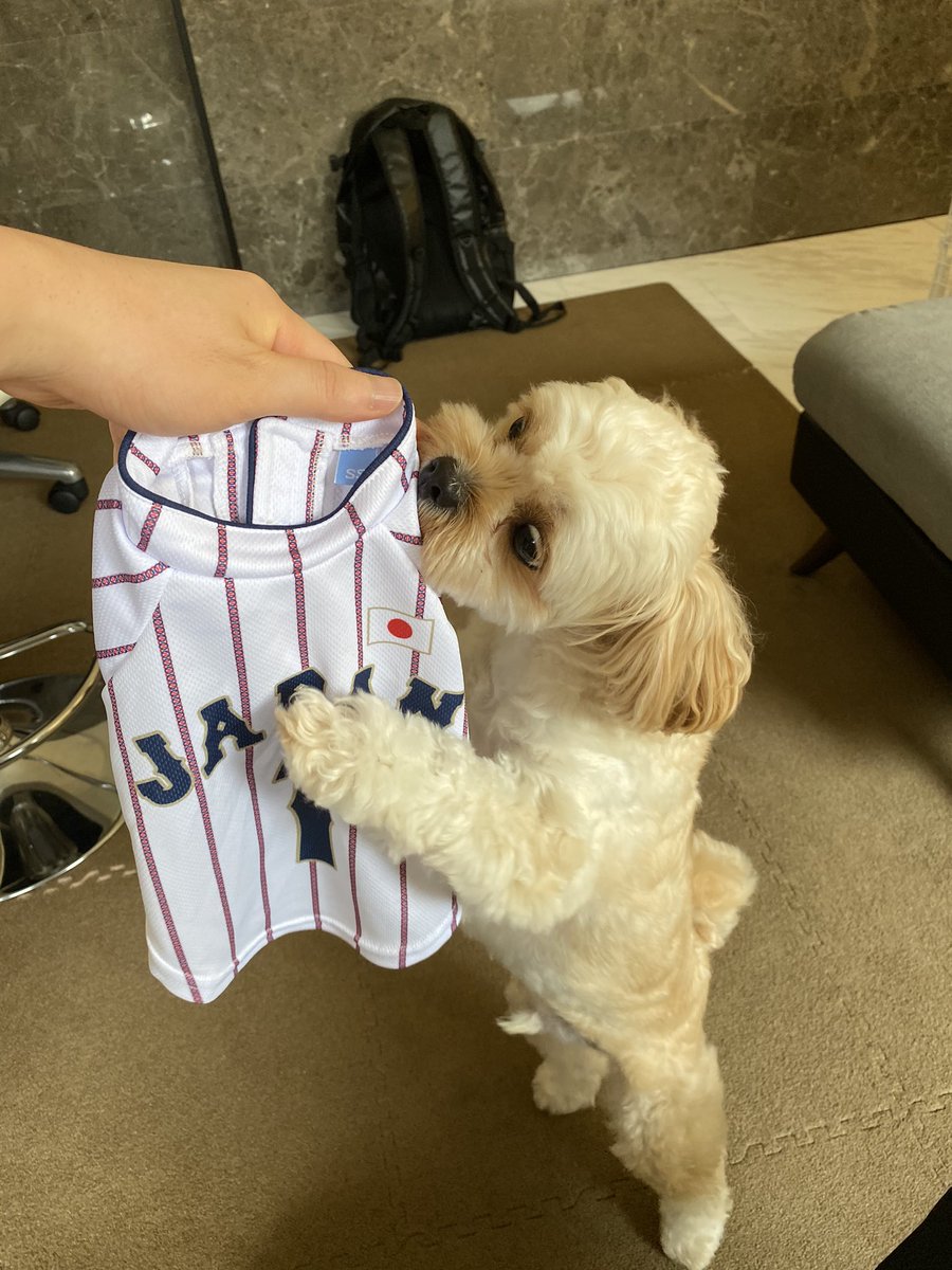 pekipu_core's tweet photo. 侍ジャパンのユニフォーム⚾️
#ペキプー https://t.co/OIbbwGdTN4