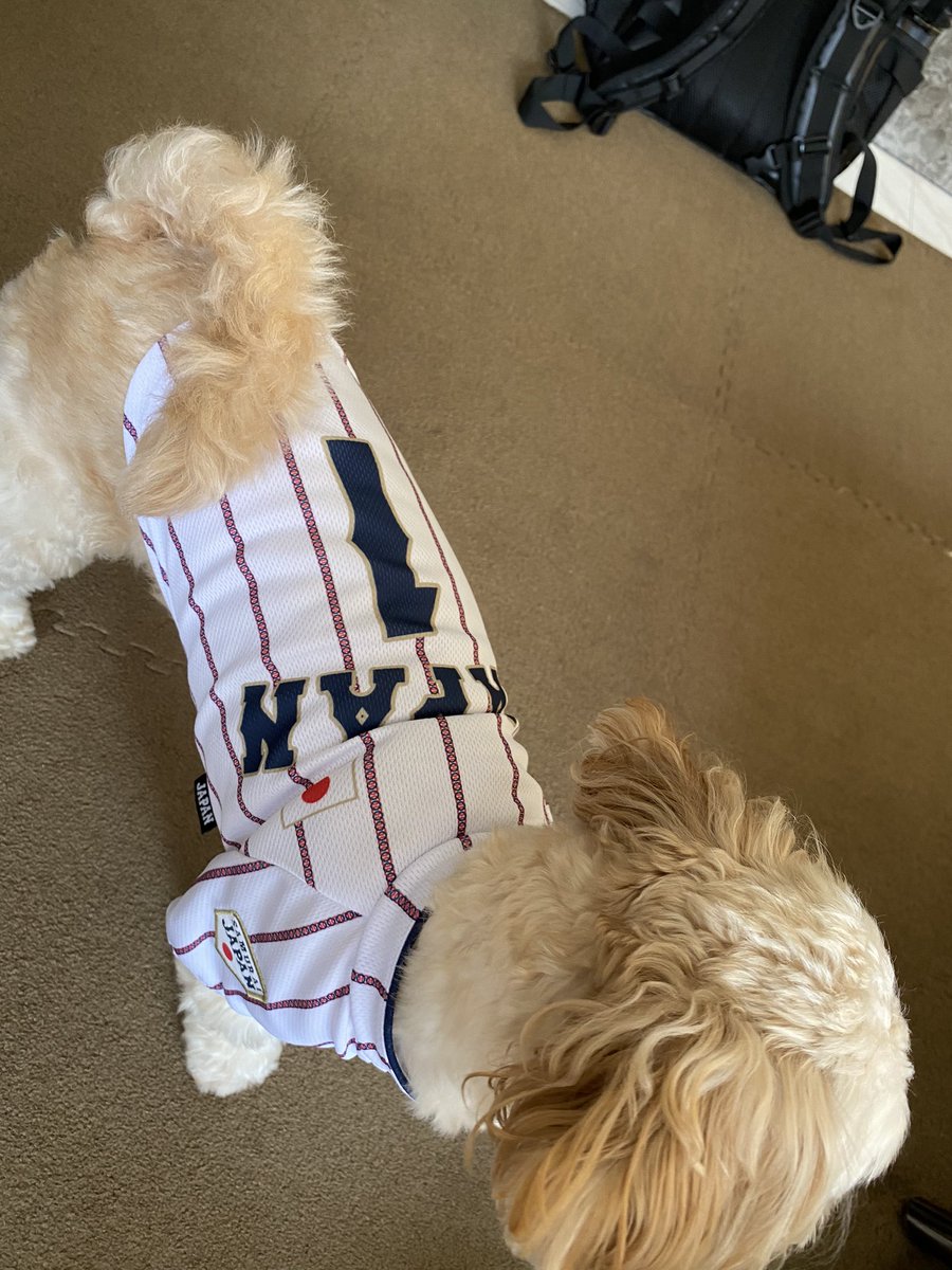 pekipu_core's tweet photo. 侍ジャパンのユニフォーム⚾️
#ペキプー https://t.co/OIbbwGdTN4