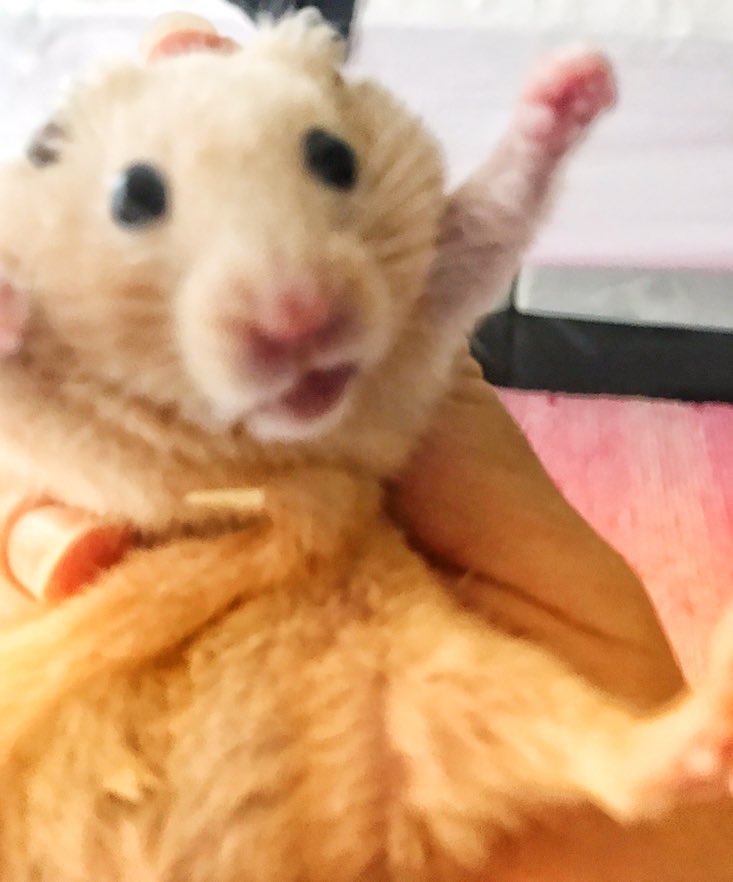 thehamsmiths's tweet photo. 日曜終わるな！

#ハムスター🐹 #キンクマ
#本当はお薬を飲んでいます https://t.co/WUDLYVbGAo