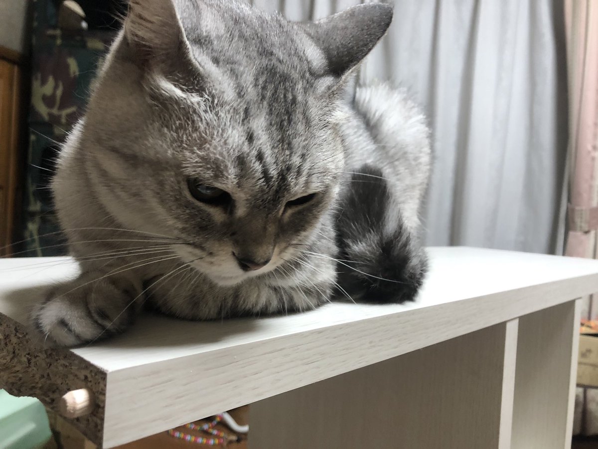 neko_mrc's tweet photo. 代わる代わる邪魔しにくる https://t.co/lYXCecJvtb