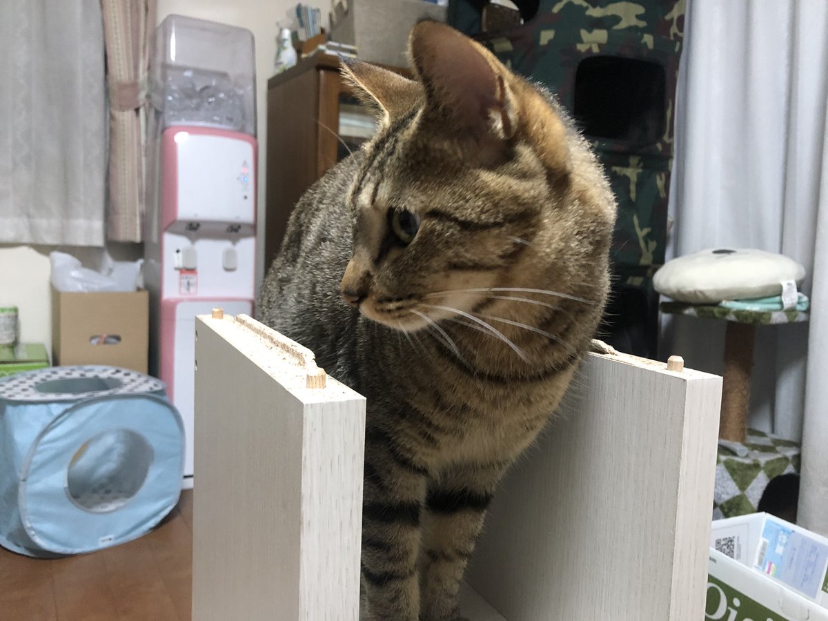 neko_mrc's tweet photo. 代わる代わる邪魔しにくる https://t.co/lYXCecJvtb