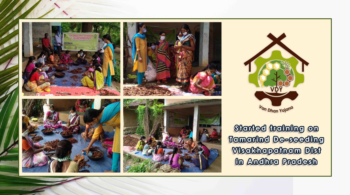 VanDhanSeVikas's tweet photo. 31 July 2020 started training on #Tamarind De-seeding procedures to team G.Munchingputu VDVK, credit by MO New Life NGO, ITDA Paderu, #Visakhapatnam Dist in #AndhraPradesh.
@TribalAffairsIn @Pra87
#Training #Tamarind #Deseeded #Making #LivelihoodwithSecurity #TRIFEDforTribals https://t.co/nshy9iBOPF