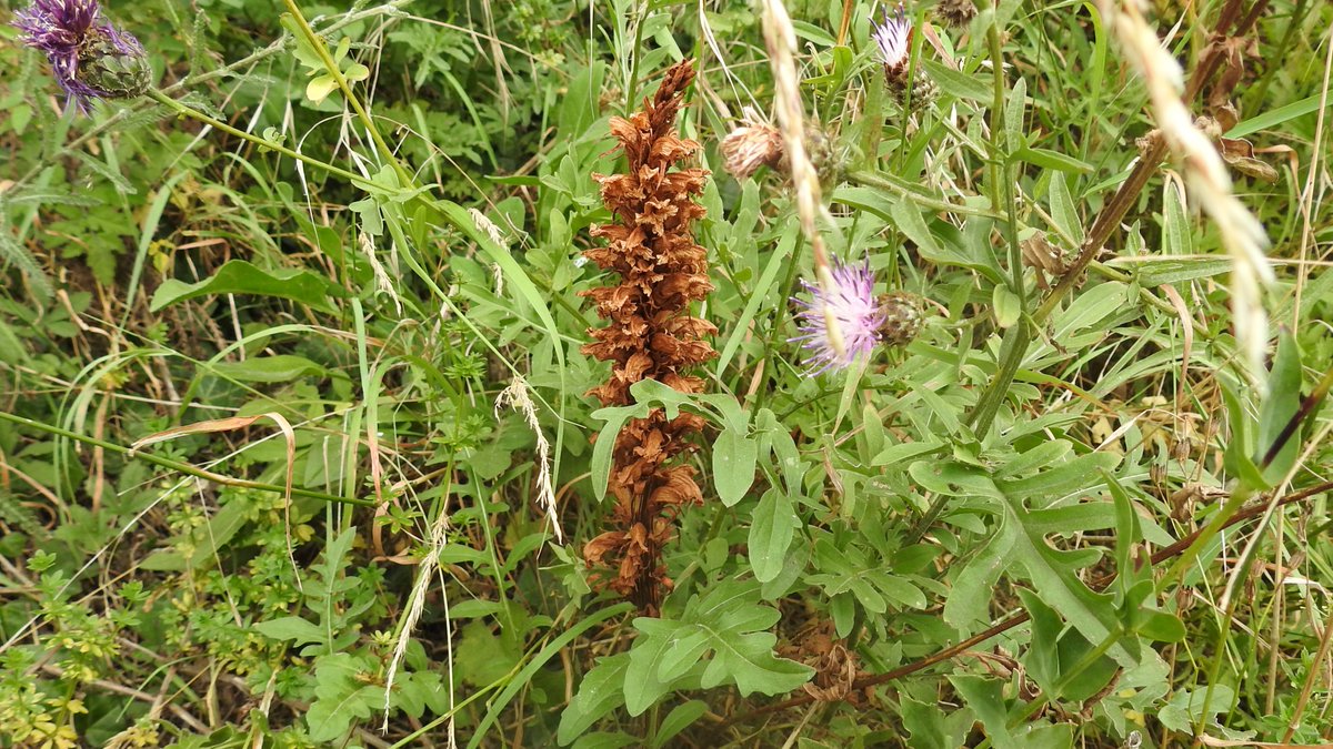 numenini's tweet photo. Gorgeous Carline Thistles (Carlina vulgaris) & Saw-wort (Serratula tinctorial) on the Devil's Dyke.
Knapweed Broomrape (Orobanche elatior) on the roadside verge of the B1061
#chalkgrassland #Stetchworth #EastCambs #Cambridgeshire #Wildflowerhour @Britnatureguide
5/6 https://t.co/80zqexqEsi