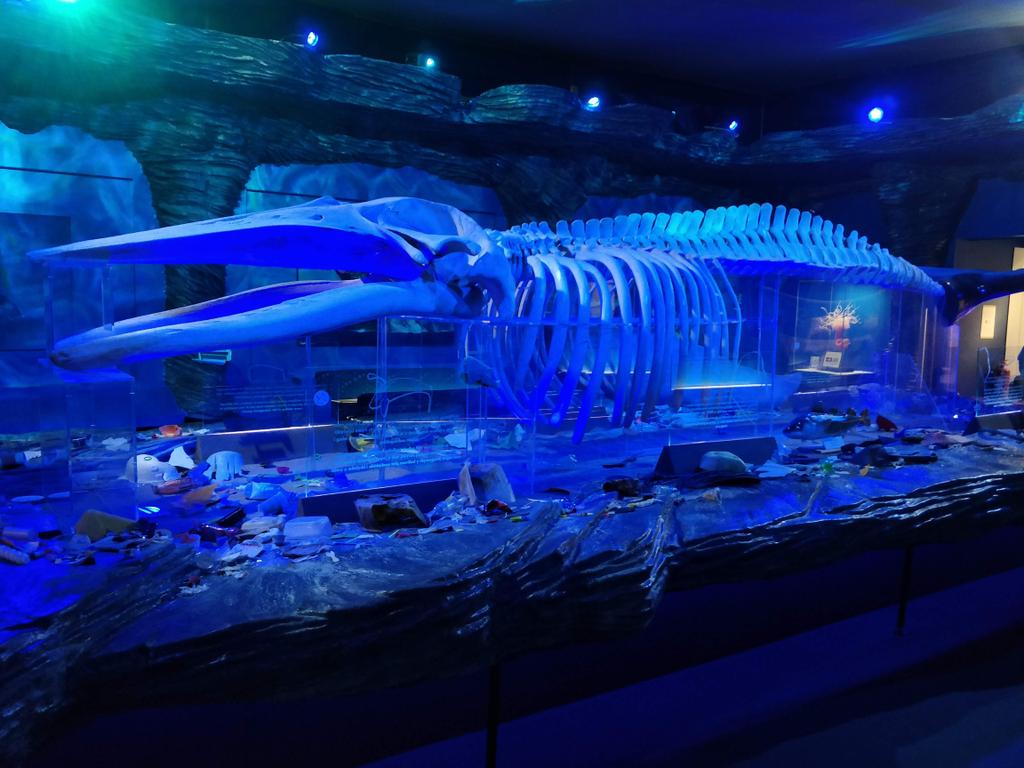 SarahYounan3's tweet photo. This week, 2 years ago, the youth forum took over @Museum_Cardiff natural science displays and filled them with beach plastic helped by @sascampaigns @NatHistConserve @HeritageFundCYM @HeritageFundUK #kichthedust #handsonheritage #museumtakeover https://t.co/nvABDH1pEy