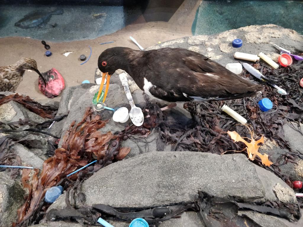 SarahYounan3's tweet photo. This week, 2 years ago, the youth forum took over @Museum_Cardiff natural science displays and filled them with beach plastic helped by @sascampaigns @NatHistConserve @HeritageFundCYM @HeritageFundUK #kichthedust #handsonheritage #museumtakeover https://t.co/nvABDH1pEy