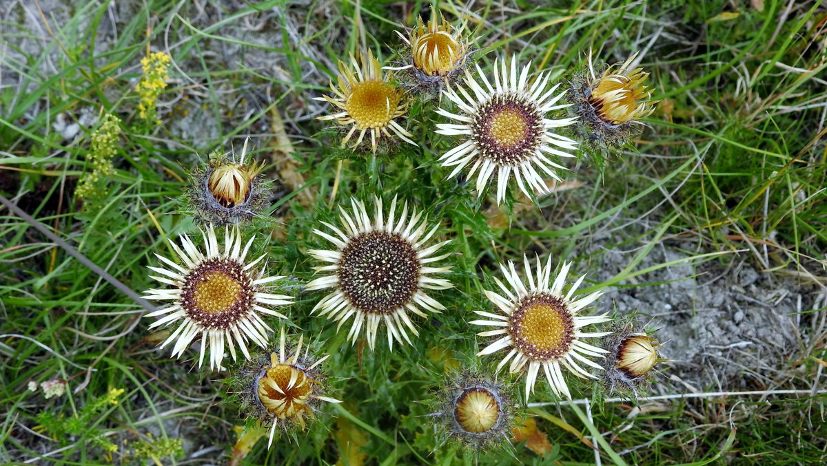 numenini's tweet photo. Gorgeous Carline Thistles (Carlina vulgaris) & Saw-wort (Serratula tinctorial) on the Devil's Dyke.
Knapweed Broomrape (Orobanche elatior) on the roadside verge of the B1061
#chalkgrassland #Stetchworth #EastCambs #Cambridgeshire #Wildflowerhour @Britnatureguide
5/6 https://t.co/80zqexqEsi
