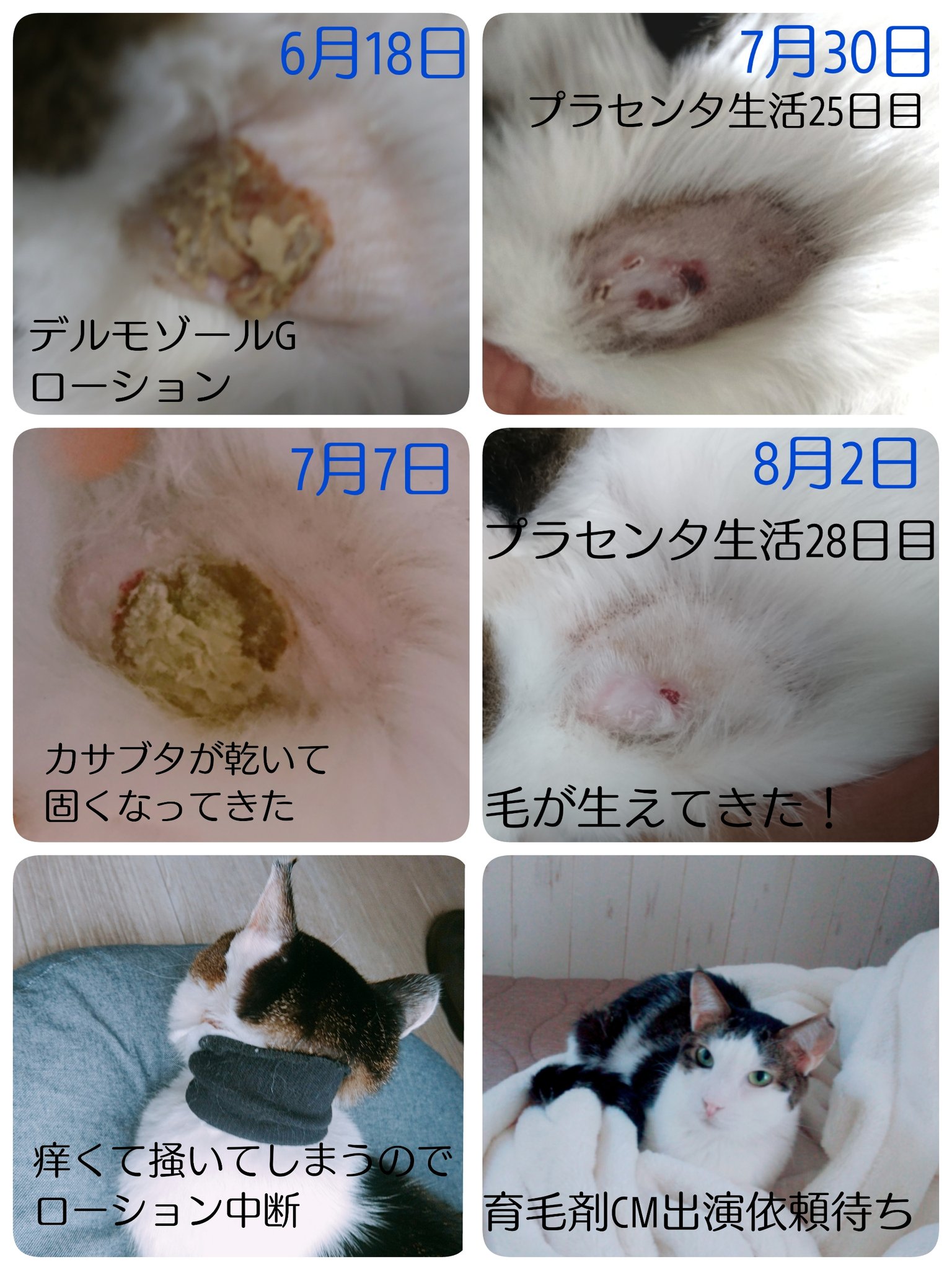 のびこ うちの猫 首 に皮膚炎の傷をこしらえて半年 ついにカサブタがとれて綺麗になってきた 月2回の注射 毎日薬を塗って この1ヶ月はプラセンタを与え ついに毛が生えてきました 毛根生きててよかった ハゲてても愛してるけど 見た目が可哀想だっ のびこ うちの猫 首 に皮膚炎の傷をこしらえて半年 ついにカサブタがとれて綺麗になってきた 月2回の注射 毎日薬を塗って この1ヶ月はプラセンタを与え ついに毛が生えてきました 毛根生きててよかった ハゲてても愛してるけど 見た目が可哀想だっ