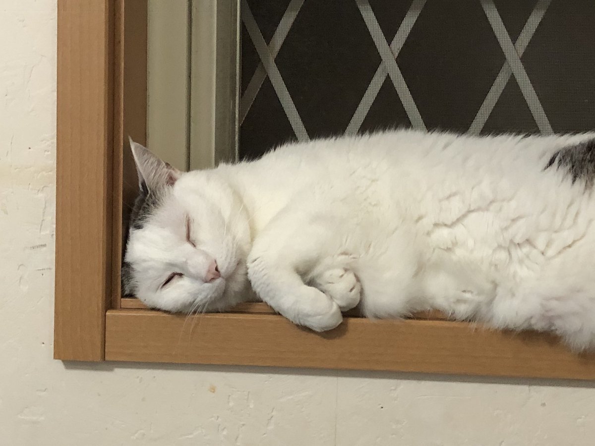 #ヅラ猫 #猫好きさんと繋がりたい #猫との暮らし 
#neko