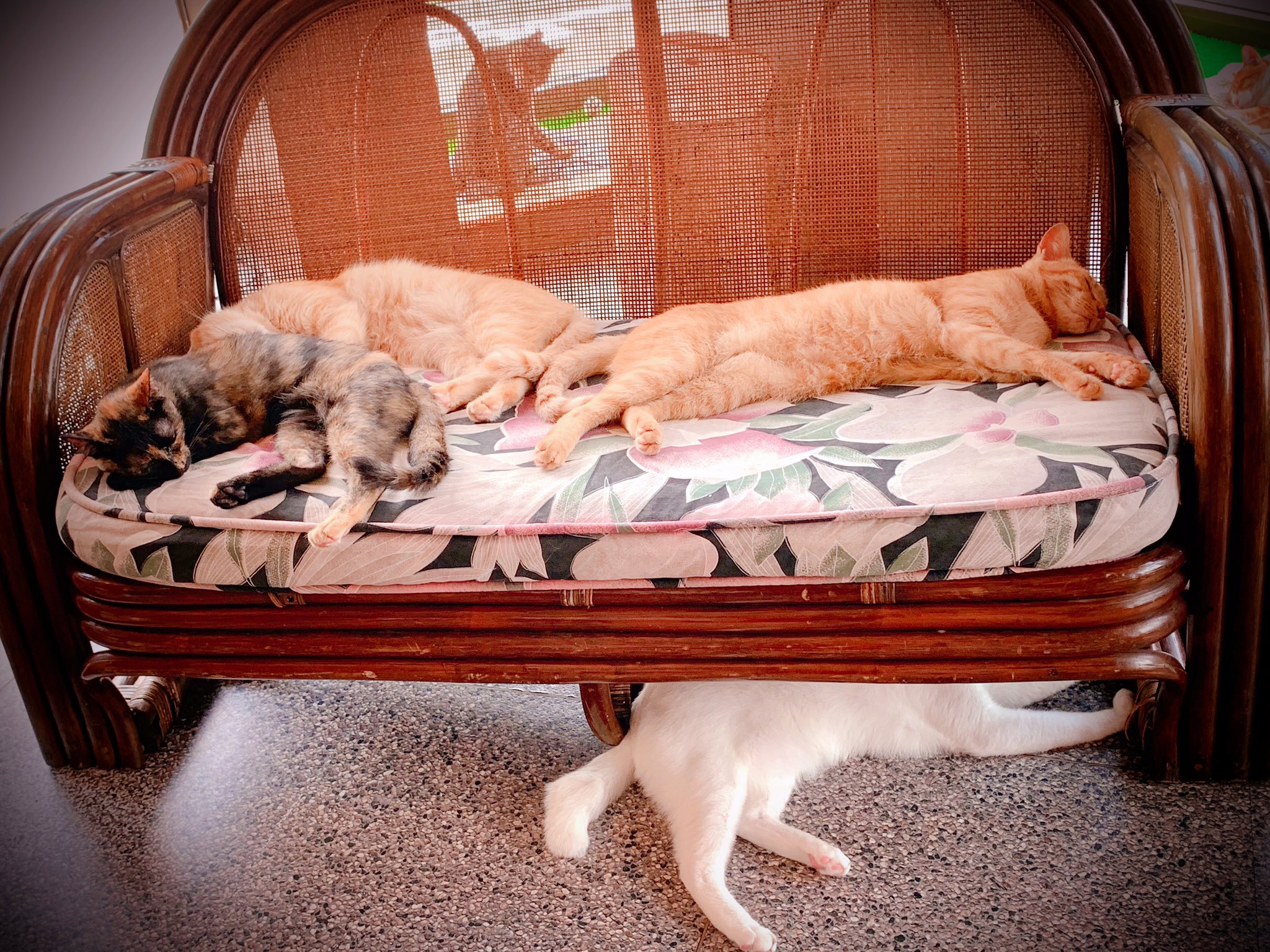 歳 猫を飼い始めてから初の猫カフェ 帰宅したら 違う臭い どこ行ってたか って家の猫に詰め寄られました この まるでかわいい 猫愛人と戯れて来たようなようなこの 可愛かったです T Co Nv7gsiuyof Twitter