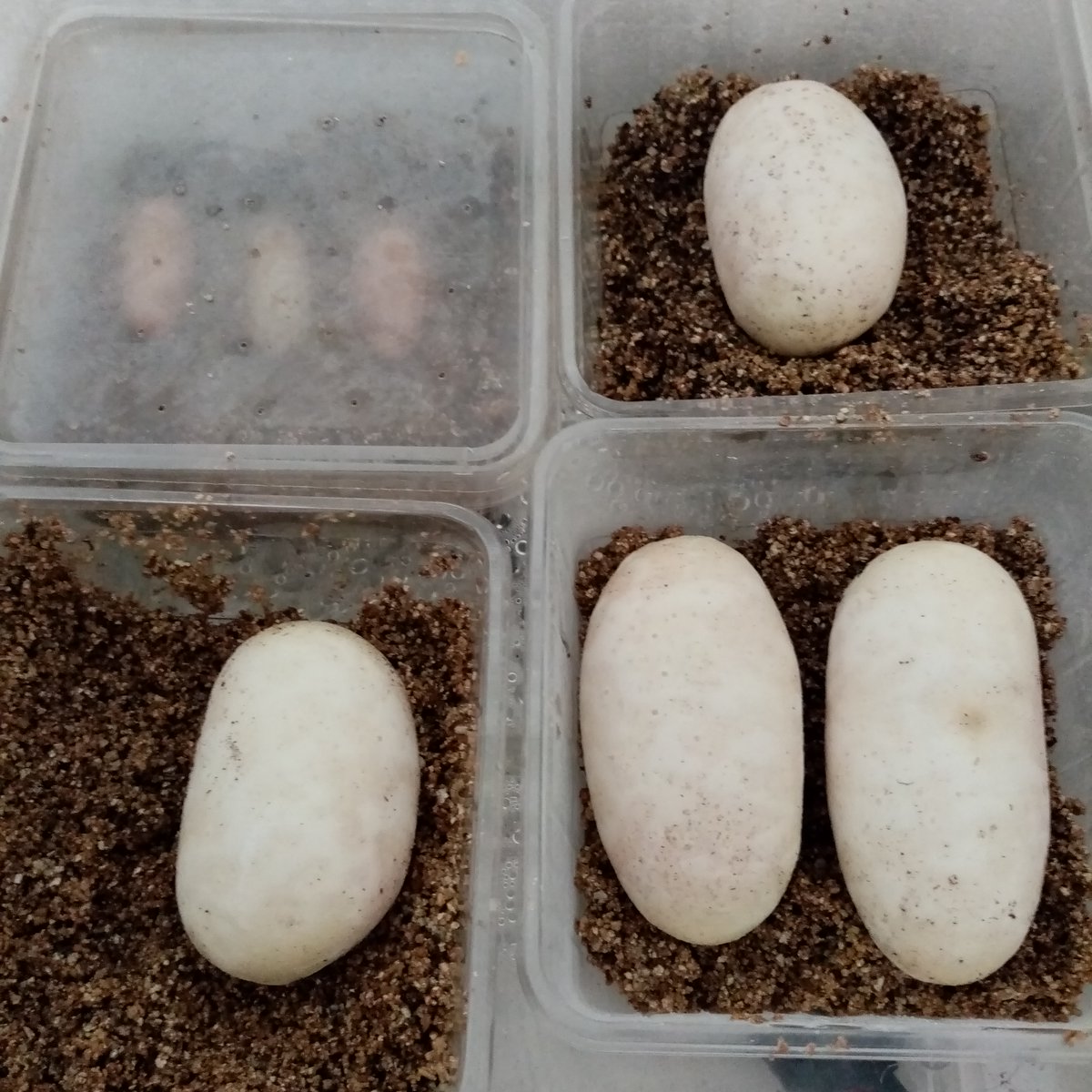 Gilbo_M's tweet photo. Eigentlich wollte ich bald nach den Leo Eier den Inkubator dieses Jahr ausschalten. Jetzt hab ich 4 befruchtete Königspython Eier
#königspython #inkubation https://t.co/r8D9BwEefA
