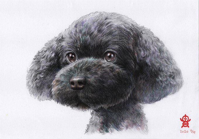 トイ プードル イラスト 黒 トイ プードル イラスト 黒