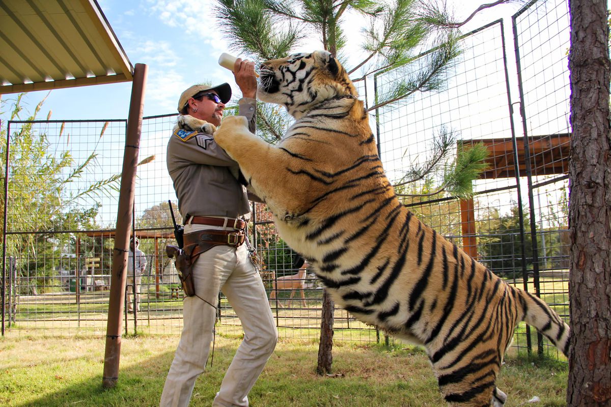 Danielhe might be a fkin tower as conpared to his hyungs but he's still the youngest afterall:"(( So here's a tiger (which is a cat) being fed milk