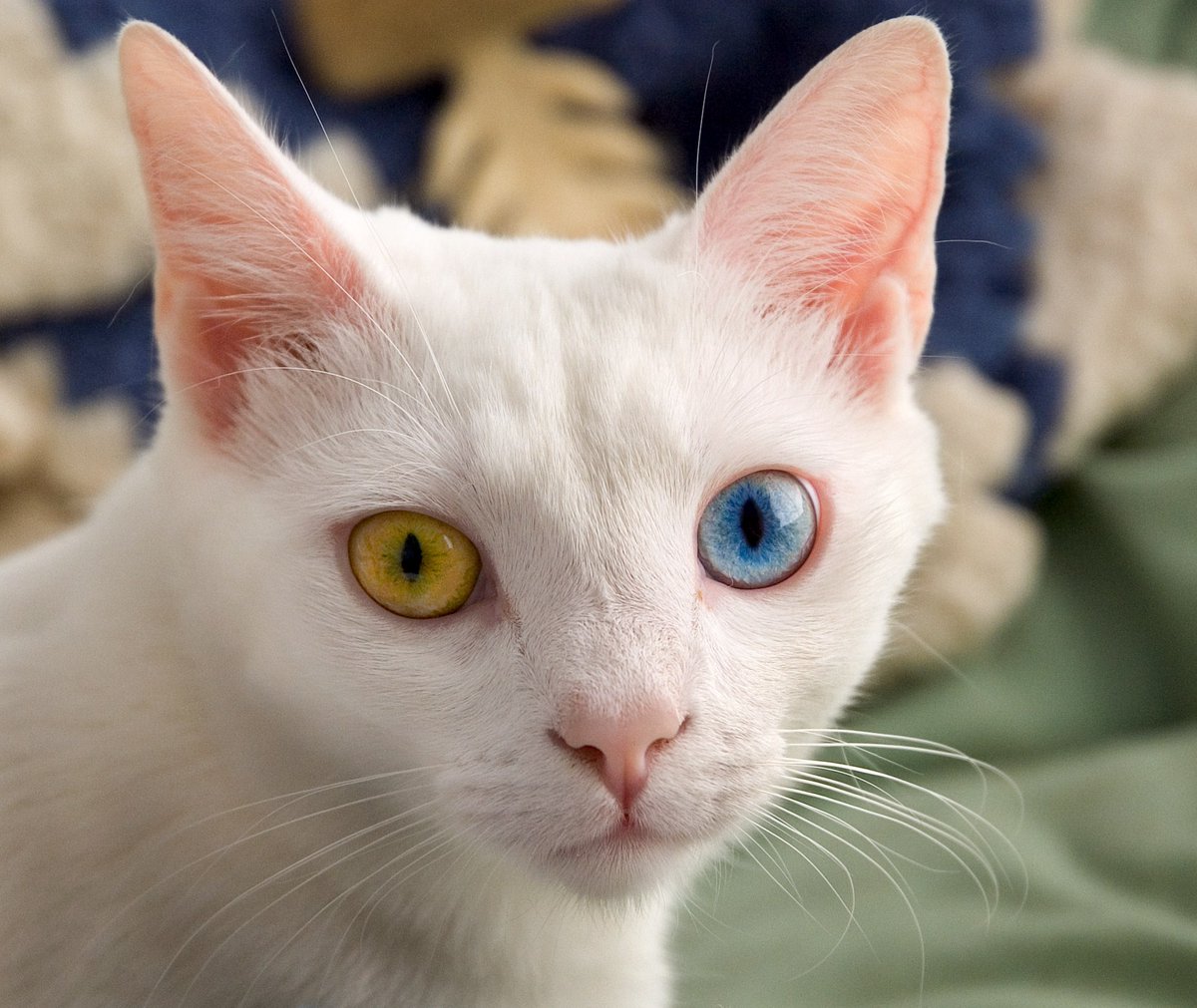 JaebeomJaebeom has such a unqiue voice when singing and it's just like damn i love it, so here's a unique cat cos of it's eyes