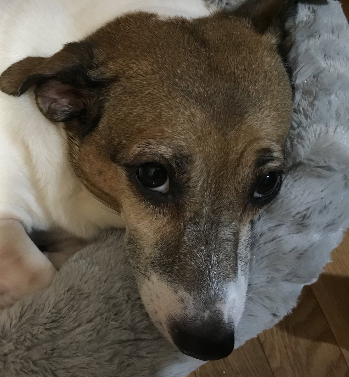 HeatherWeidner1's tweet photo. The new bed is definitely mine. #dogs #dogbed #jrt #jackrussellterrier #dogsofrva #naptime https://t.co/DwpXwrmZen