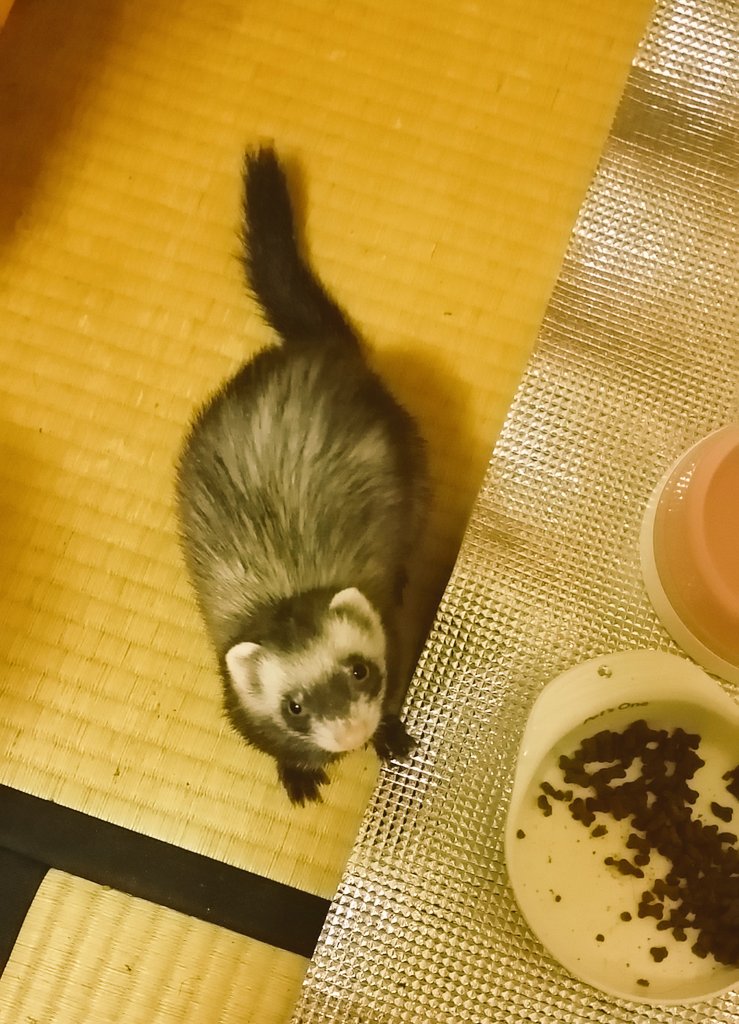 sekky_animals's tweet image. 《Sekky》ファーストキッチン久しぶり♥関東にしかないと思ってた‼️

《Mell》ママ、短大生の頃お世話になったもんね🎶赤坂だから、学生向けの店、ココしかなかったでちゅもんね💦

《Sekky》何故知ってる⁉️

《Mell》ママ〜！メルにも頂戴♥

《Sekky》駄目だよ〜💦😓

#フェレット #FirstKitchen