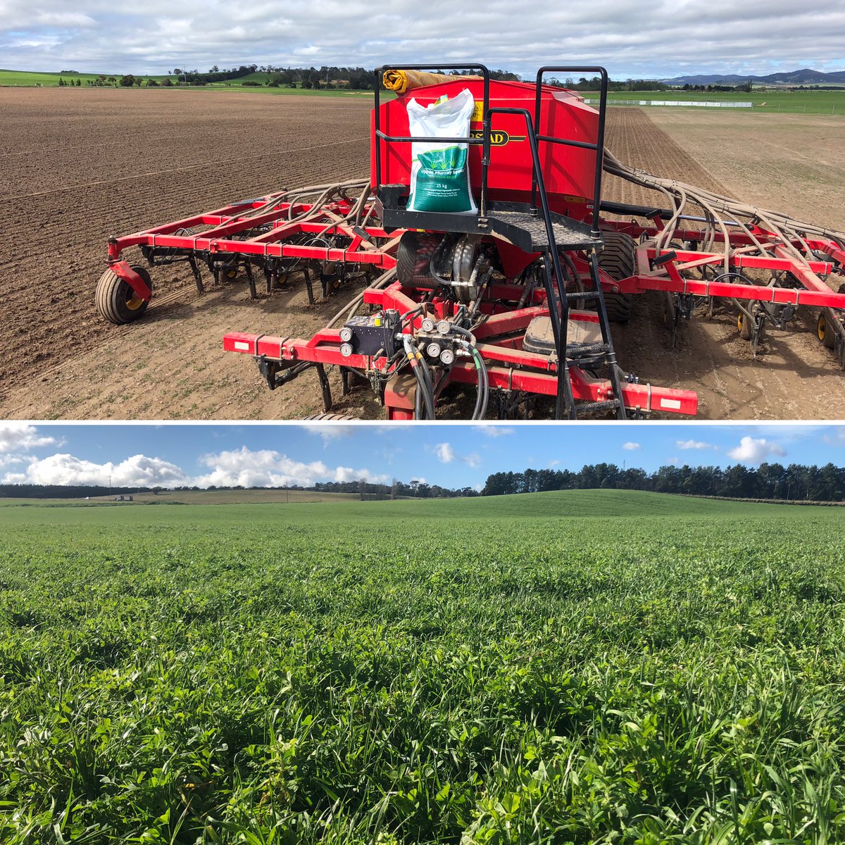Perennial pasture blend sown on the the 16th of March. 2nd photo taken 16th of June. XB ewes and lambs will be in heaven ⁦<a href="/UMSeeds/">UMS</a>⁩ ⁦<a href="/jimmycheets/">James Cheetham</a>⁩