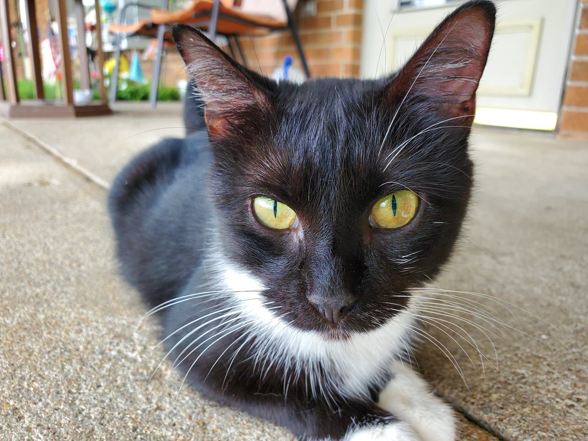 lafala11's tweet photo. @meowitsjoey @rickygervais #MittyKitty https://t.co/PZ4VhYeolT