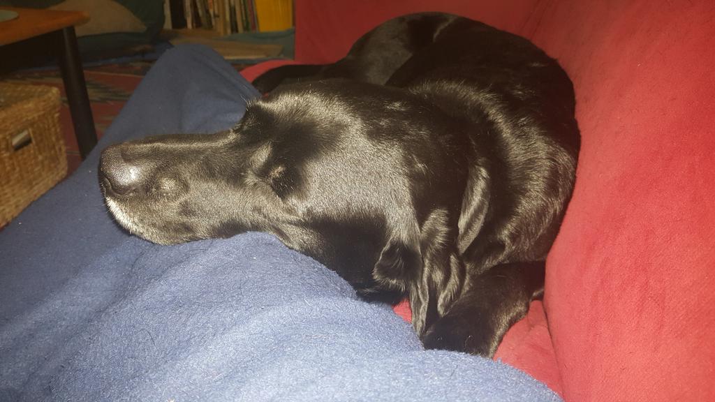 TwoDogHowl's tweet image. Nothing like a snooze on the couch with M....💕🐕💕